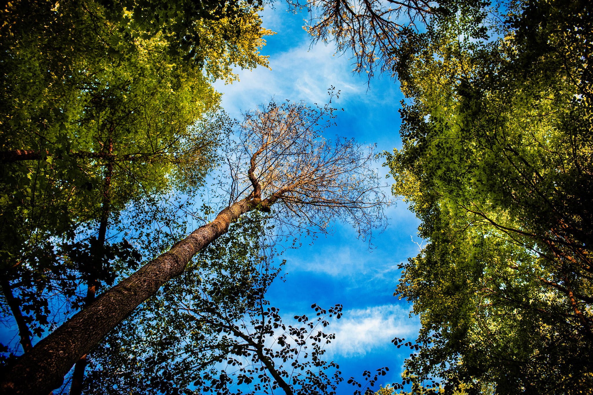 Plener ślubny w lesie Fotograf Ślubny Szczecin